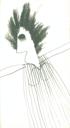 Ilustrace s. [67]
